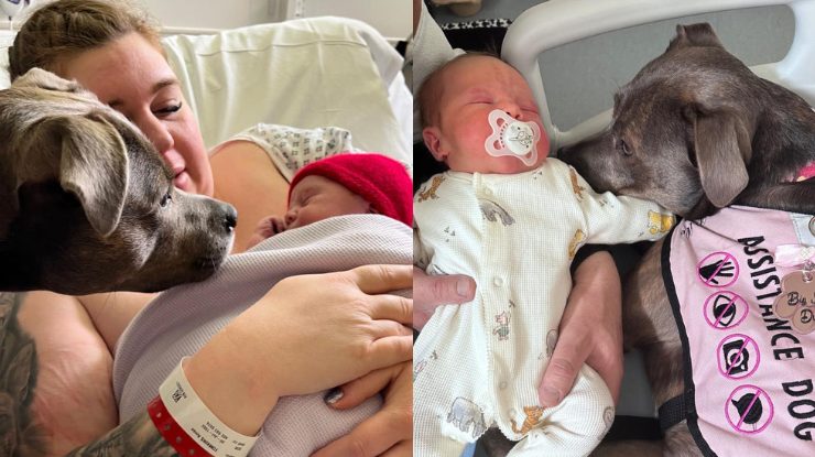 cão ajuda parto mulher autista -foto